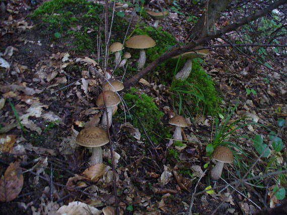 kozák hrabový Leccinum pseudoscabrum (Kallenb.) Šutara