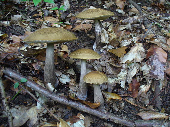 kozák hrabový Leccinum pseudoscabrum (Kallenb.) Šutara