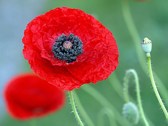 mak vlčí Papaver rhoeas L.