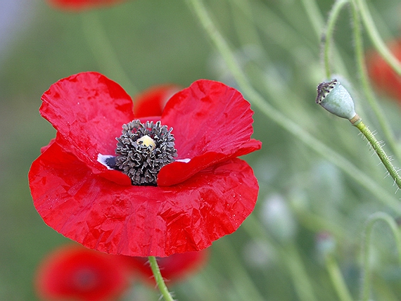 mak vlčí Papaver rhoeas L.