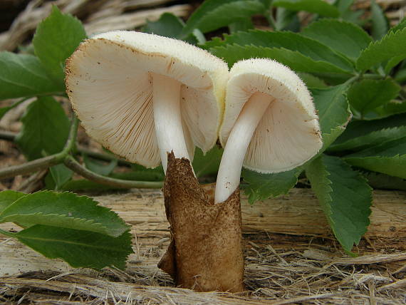 pošvovec stromový Volvariella bombycina (Schaeff.) Singer