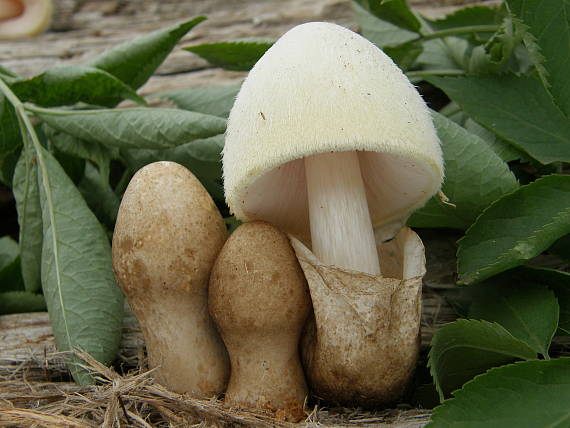 pošvovec stromový Volvariella bombycina (Schaeff.) Singer