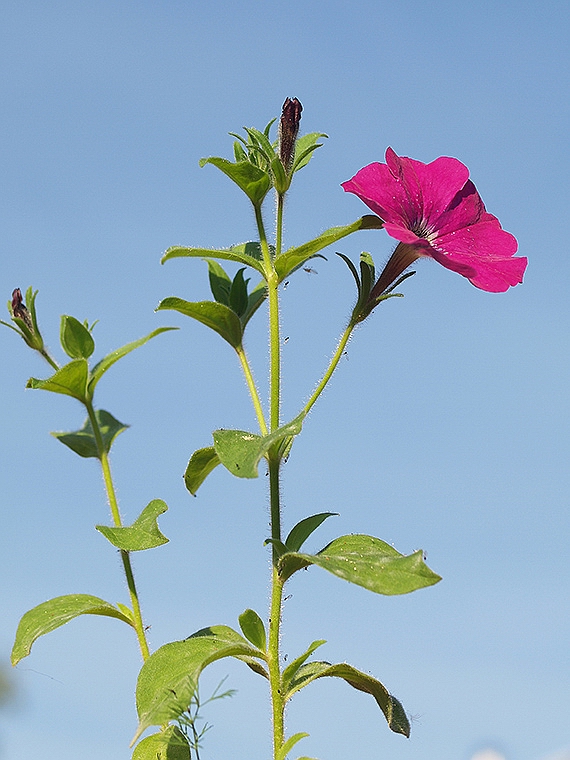 petúnia x hybrida