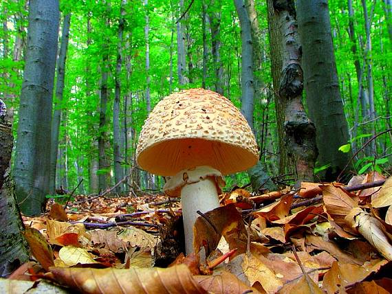 muchotrávka červenkastá Amanita rubescens Pers.