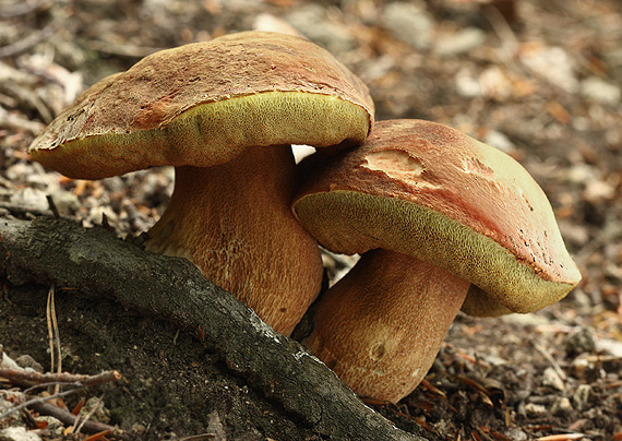 hríb sosnový Boletus pinophilus Pil. et Dermek in Pil.