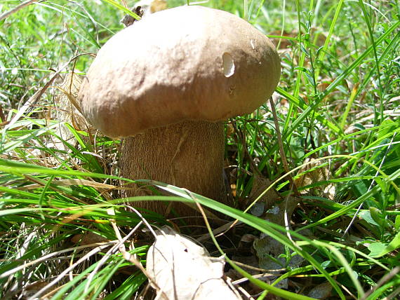 hríb dubový Boletus reticulatus Schaeff.