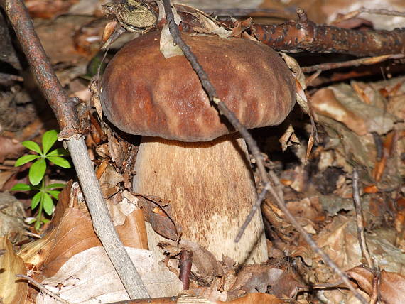 hríb dubový Boletus reticulatus Schaeff.