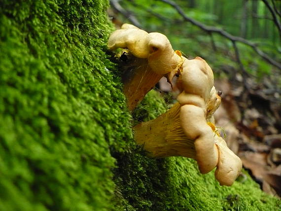 kURIATKO JEDLÉ Cantharellus cibarius Fr.