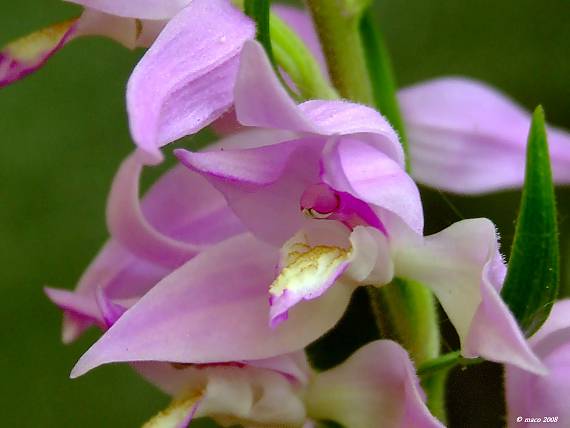 prilbovka červená  Cephalanthera rubra (L.) Rich.