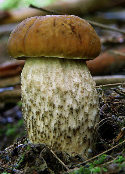 kozák hrabový Leccinum pseudoscabrum (Kallenb.) Šutara