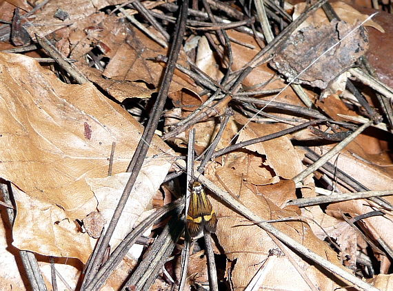 adela De Geerova Nemophora degeerella