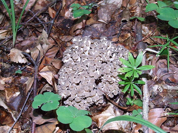 trúdnik klobúčkatý Polyporus umbellatus (Pers.) Fr.