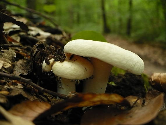 plávka belavá? Russula delica?