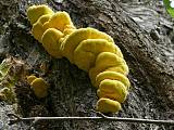 sírovec žlutooranžový - Sírovec obyčajný