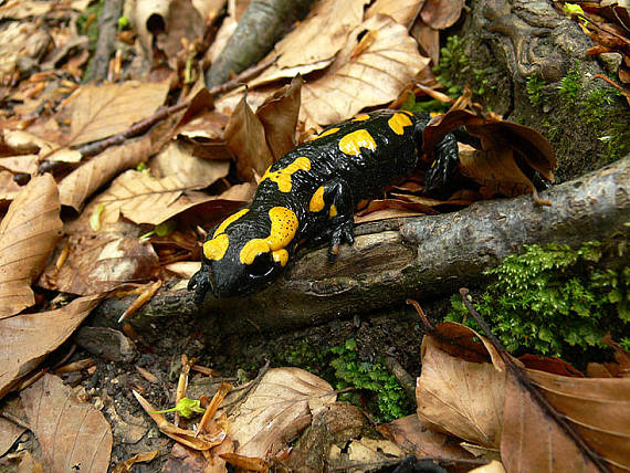 salamandra