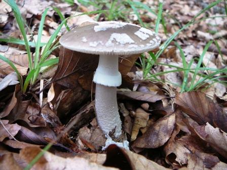 muchotrávka hrubá Amanita excelsa (Fr.) Bertill.