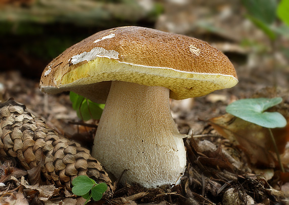 hríb smrekový Boletus edulis Bull.