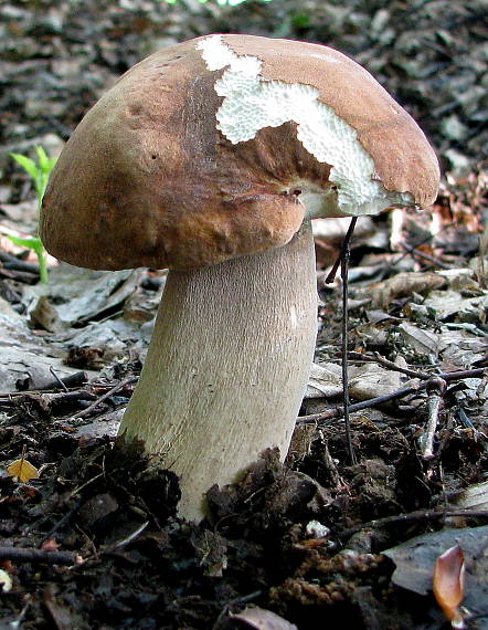 hríb dubový Boletus reticulatus Schaeff.