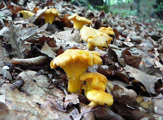 kuriatko jedlé Cantharellus cibarius Fr.