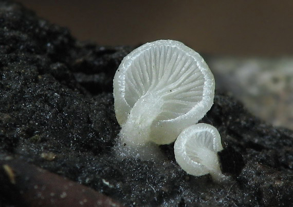 pahliva? Crepidotus sp.?