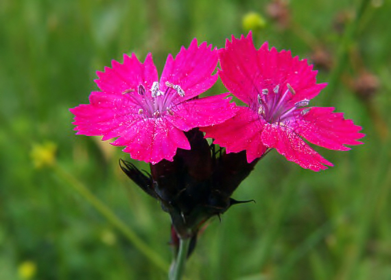 klinček  Dianthus sp.