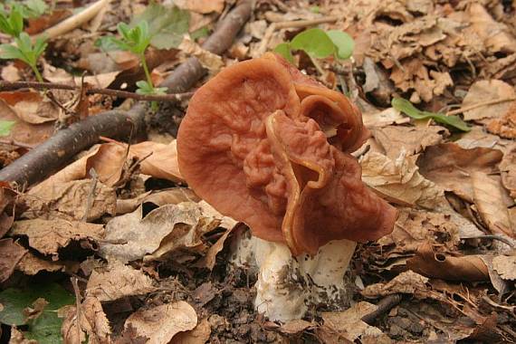 gyromitra fastigiata  Discina fastigiata (Krombh.) Svrček & J. Moravec