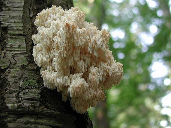 koralovec jedľový Hericium alpestre Pers.