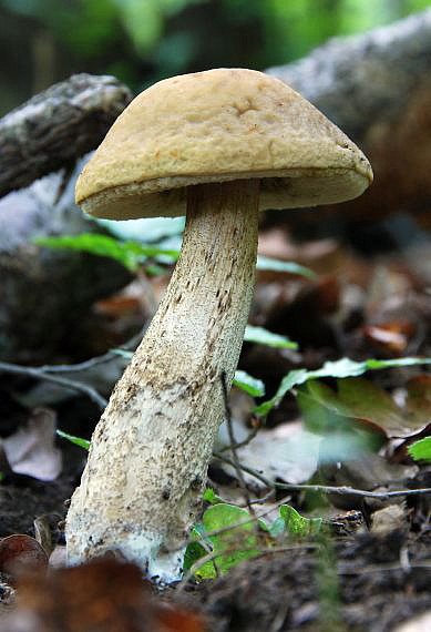 kozák hrabový Leccinum pseudoscabrum (Kallenb.) Šutara