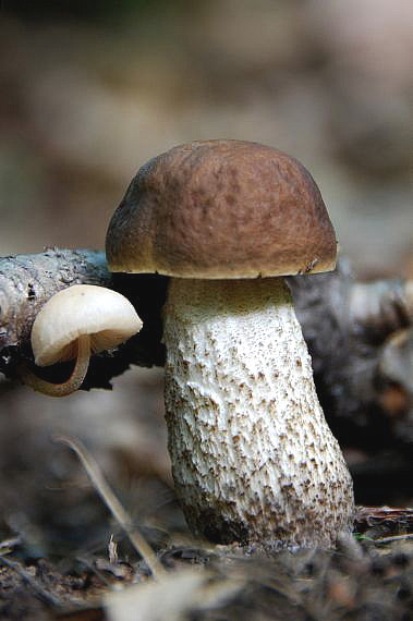 kozák hrabový Leccinum pseudoscabrum (Kallenb.) Šutara