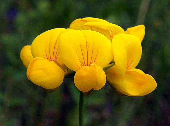 ľadenec rožkatý Lotus corniculatus L.