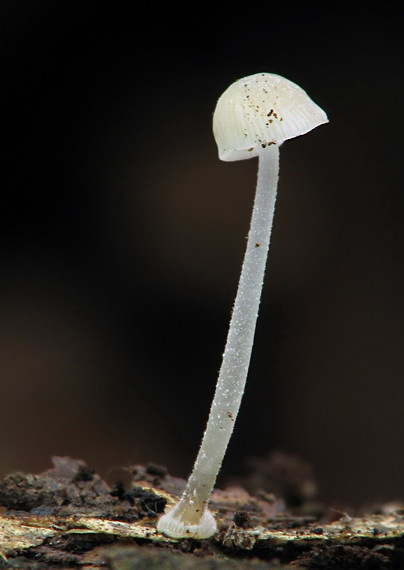 prilbička diskovitá Mycena stylobates (Pers.) P. Kumm.