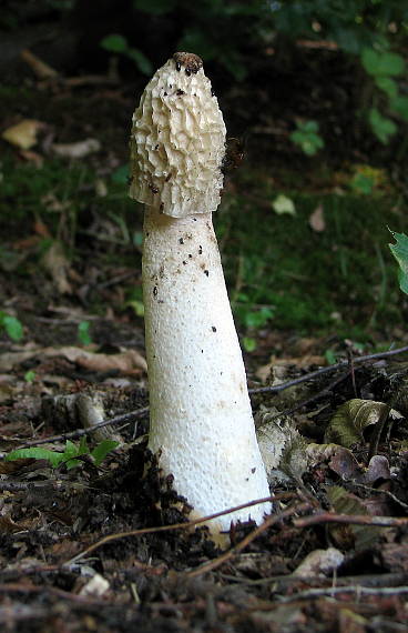 hadovka smradľavá Phallus impudicus L.