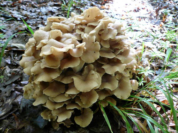 trúdnik klobúčkatý Polyporus umbellatus (Pers.) Fr.