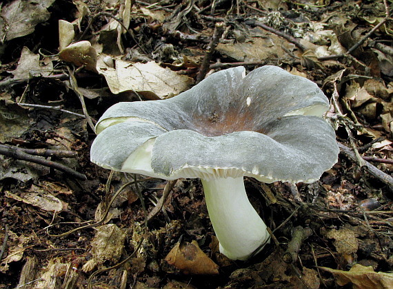 plávka modrozelená Russula parazurea Jul. Schäff.