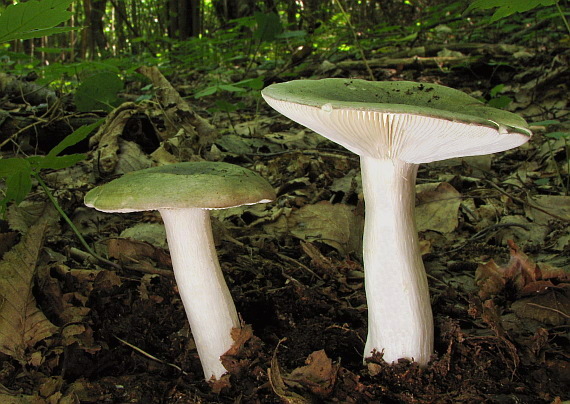 plávka  Russula sp.