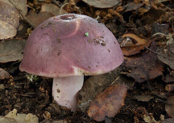 plávka Russula sp.