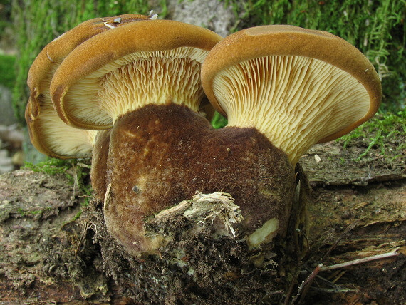 čechračka tmavohlúbiková Tapinella atrotomentosa (Batsch) Šutara