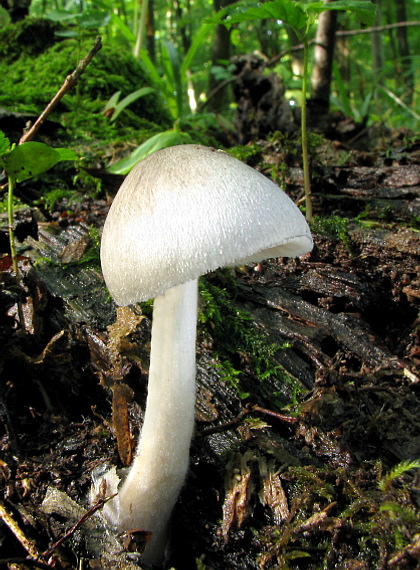 pošvovec  Volvariella sp.