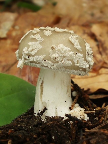 muchotrávka hrubá Amanita excelsa (Fr.) Bertill.