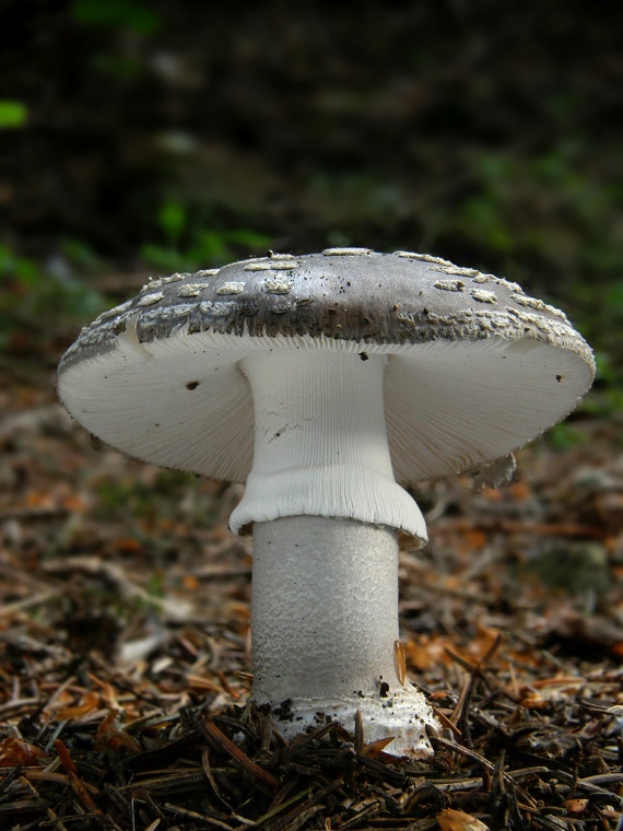 muchotrávka hrubá Amanita excelsa (Fr.) Bertill.