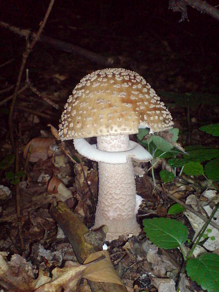 muchotrávka červenkastá Amanita rubescens Pers.