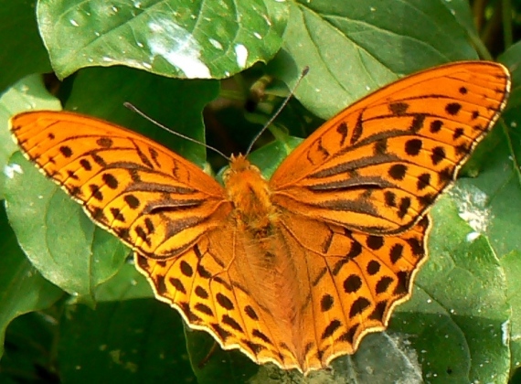 perlovec striebristopásavý Argynnis paphia