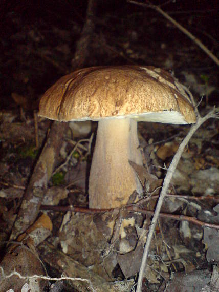 hríb dubový Boletus reticulatus Schaeff.