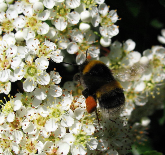 čmeľ zemný Bombus terrestris