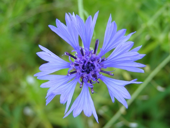 nevädza poľná -chrpa modrá Centaurea cyanus