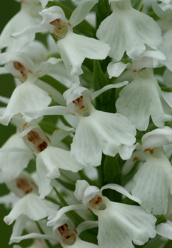 vstavačovec škvrnitý sedmohradský - prstnatec plamatý sedmihradský Dactylorhiza maculata subsp. transsilvanica (Schur) Soó