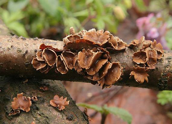 dutinovka otrubnatá Encoelia furfuracea  (Roth) P. Karst.