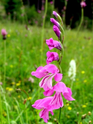 mečík obyčajný-mečík střechovitý Gladiolus imbricatus L.