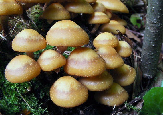 šupinačka menlivá Kuehneromyces mutabilis (Schaeff.) Singer & A.H. Sm.