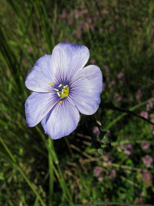 ľan rakúsky Linum austriacum L.